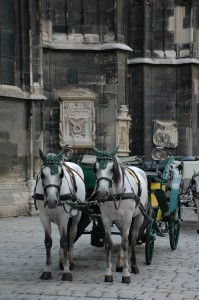 Horses in Vienna